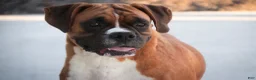 Boxer dogs for sale: Boxer 1 - Ad 10
