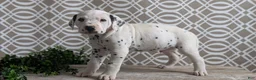 Dalmatian dogs for sale: Tyson - Ad 11