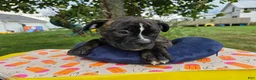 American Bulldog dogs for sale: Olivia - Ad 6
