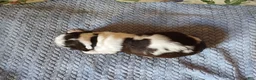 English Springer Spaniel dogs for sale: Larry  - Ad 7