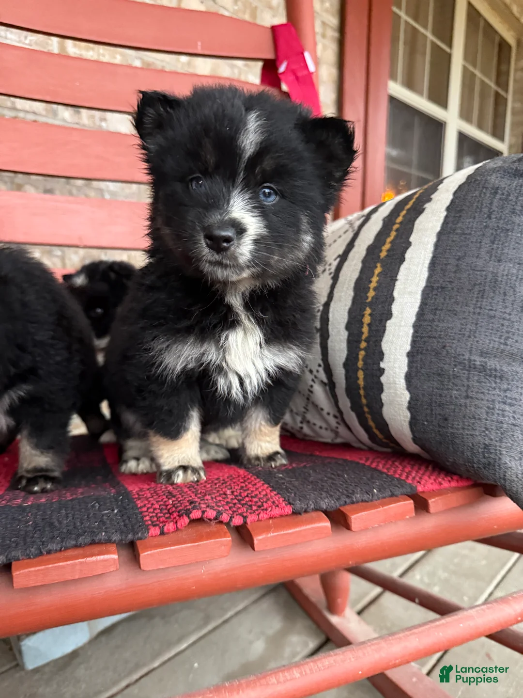 Pomsky dogs for sale: Shadow - Ad 4