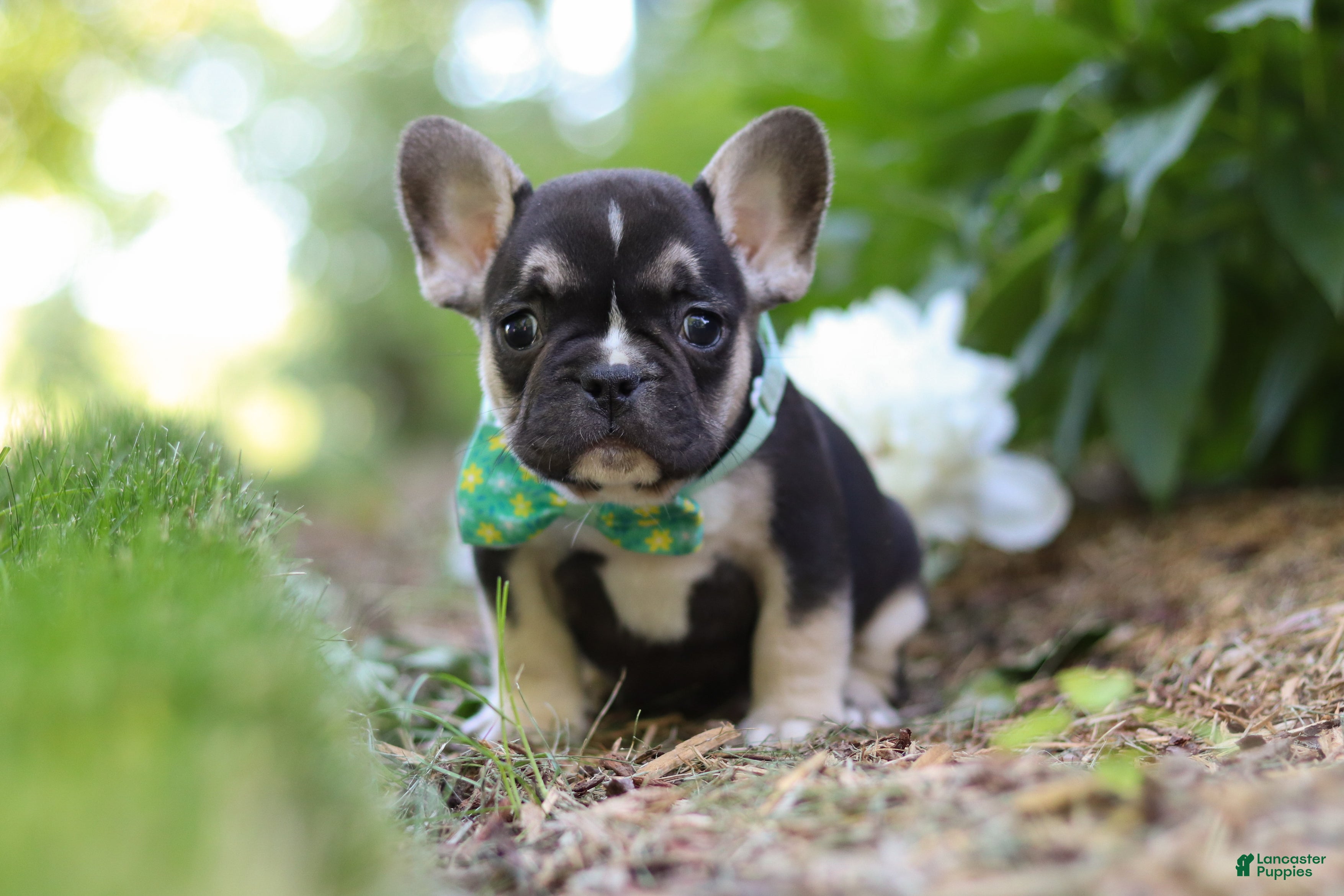 French Bulldog dogs for sale: Percy - Ad 5