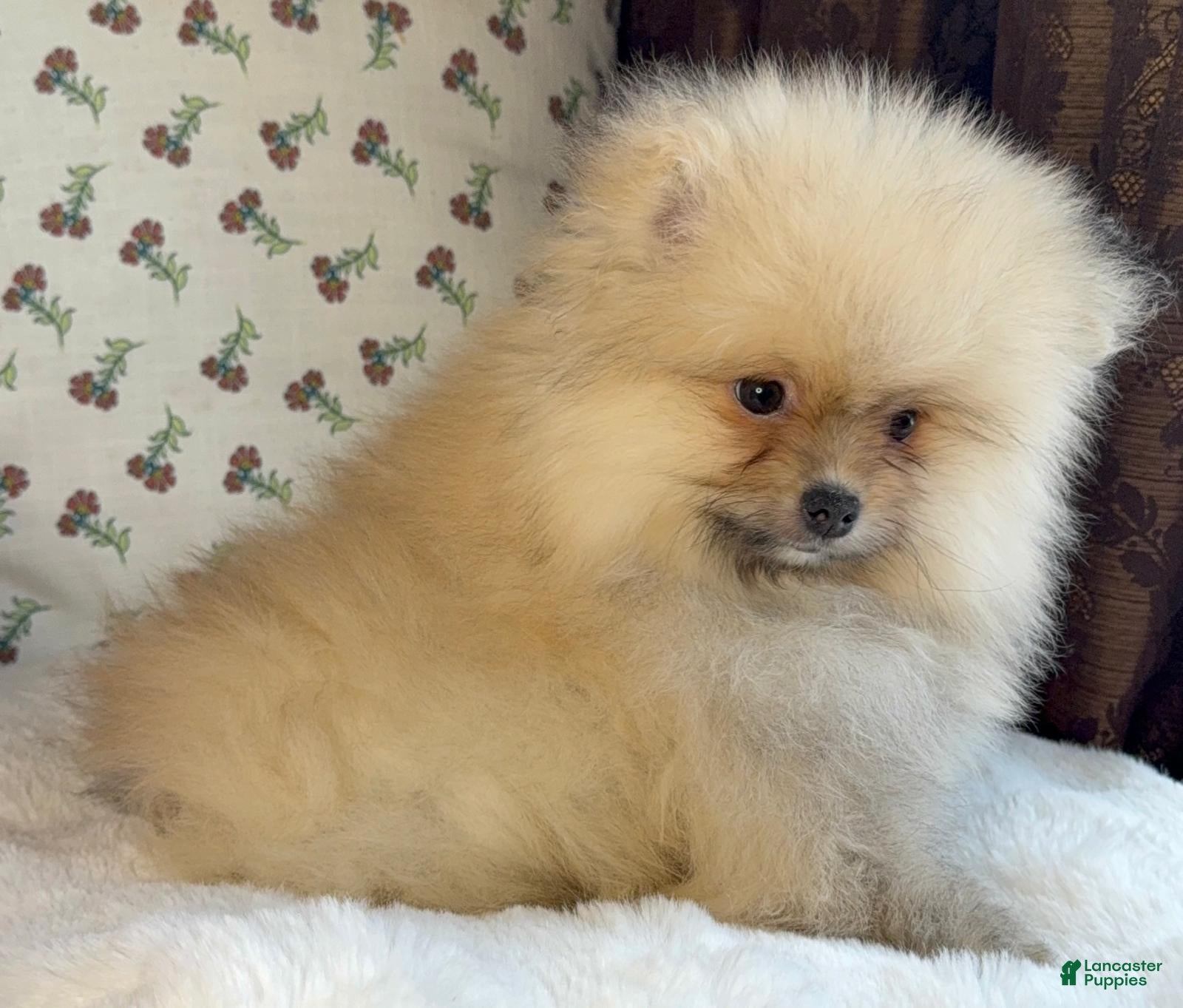 Pomeranian dogs for sale: Pomeranian Puppy Teddy - Ad 3