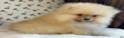Pomeranian dogs for sale: Pomeranian Puppy Teddy - Ad 1