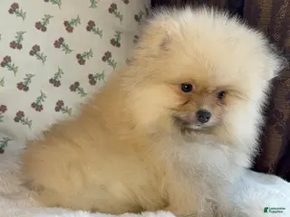 Pomeranian dogs for sale: Pomeranian Puppy Teddy - Ad 3
