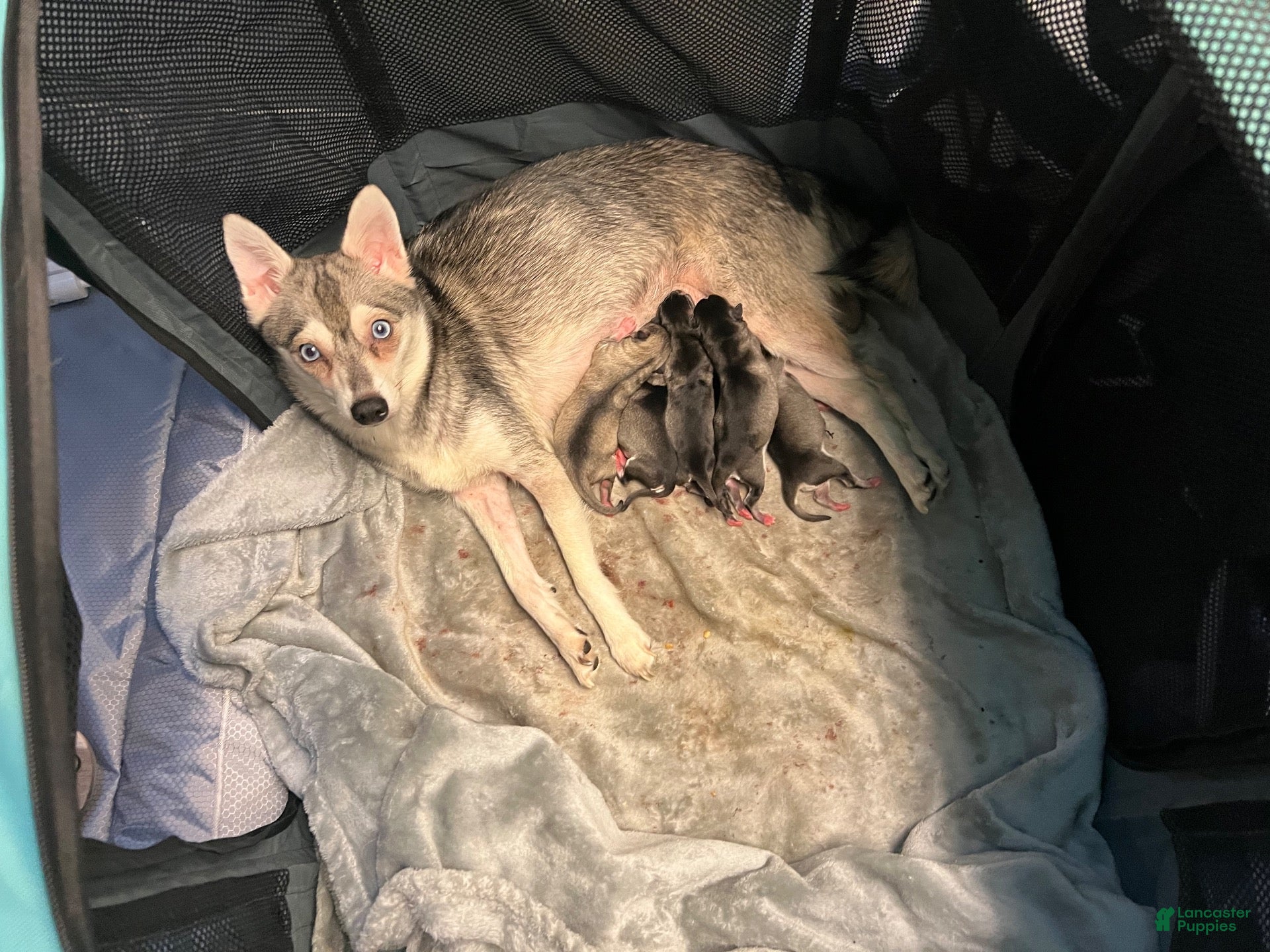 Alaskan Klee Kai
