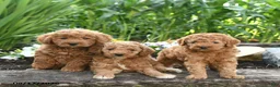 Miniature Poodle dogs for sale: Nala - Ad 5