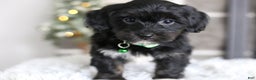 Yorkiepoo dogs for sale: Winston - Ad 14