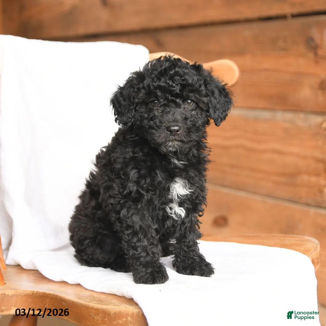 Miniature Poodle dogs for sale: Teddy - Ad 5