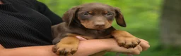 Doberman Pinscher dogs for sale:  Deacon (Red Rust) 🐶🖤🐾 - Ad 29