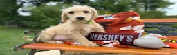 Labradoodle dogs for sale: Ziva (Girl) - Ad 5