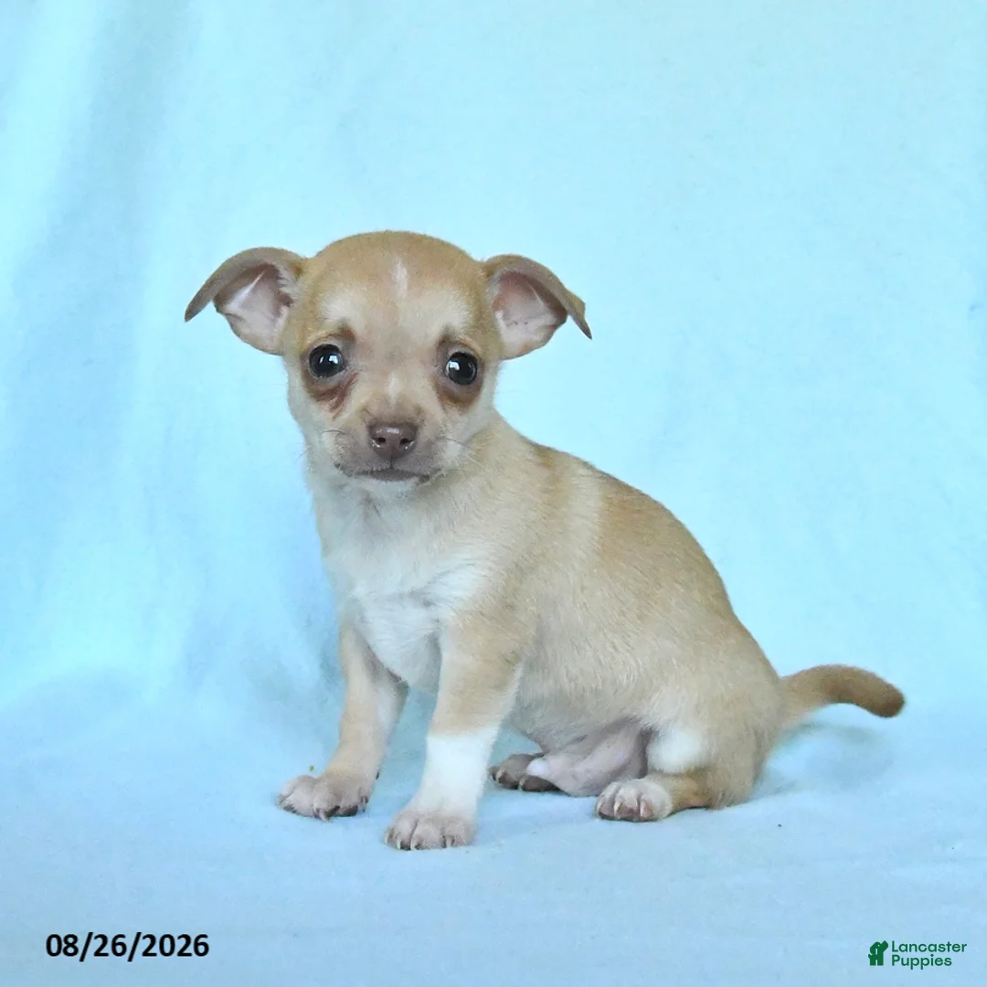 Chihuahua dogs for sale: Boxer - Ad 3