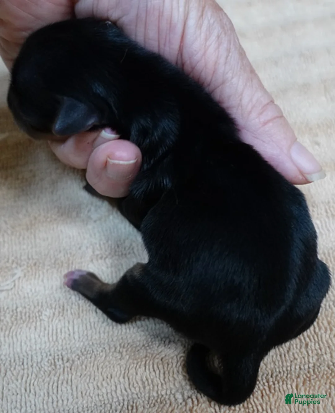Yorkshire Terrier dogs for sale: Ziggy 5 3/8 ounces - Ad 2