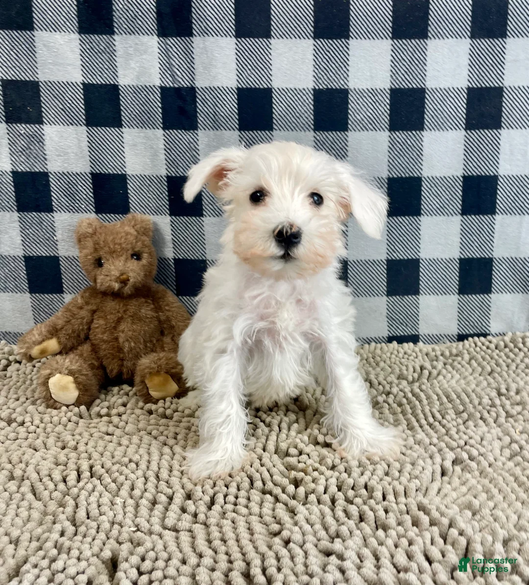 Miniature Schnauzer dogs for sale: Soloman - Ad 6