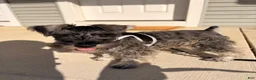 Miniature Schnauzer dogs for sale: Miniature Schnauzer Puppy 1 - Ad 2