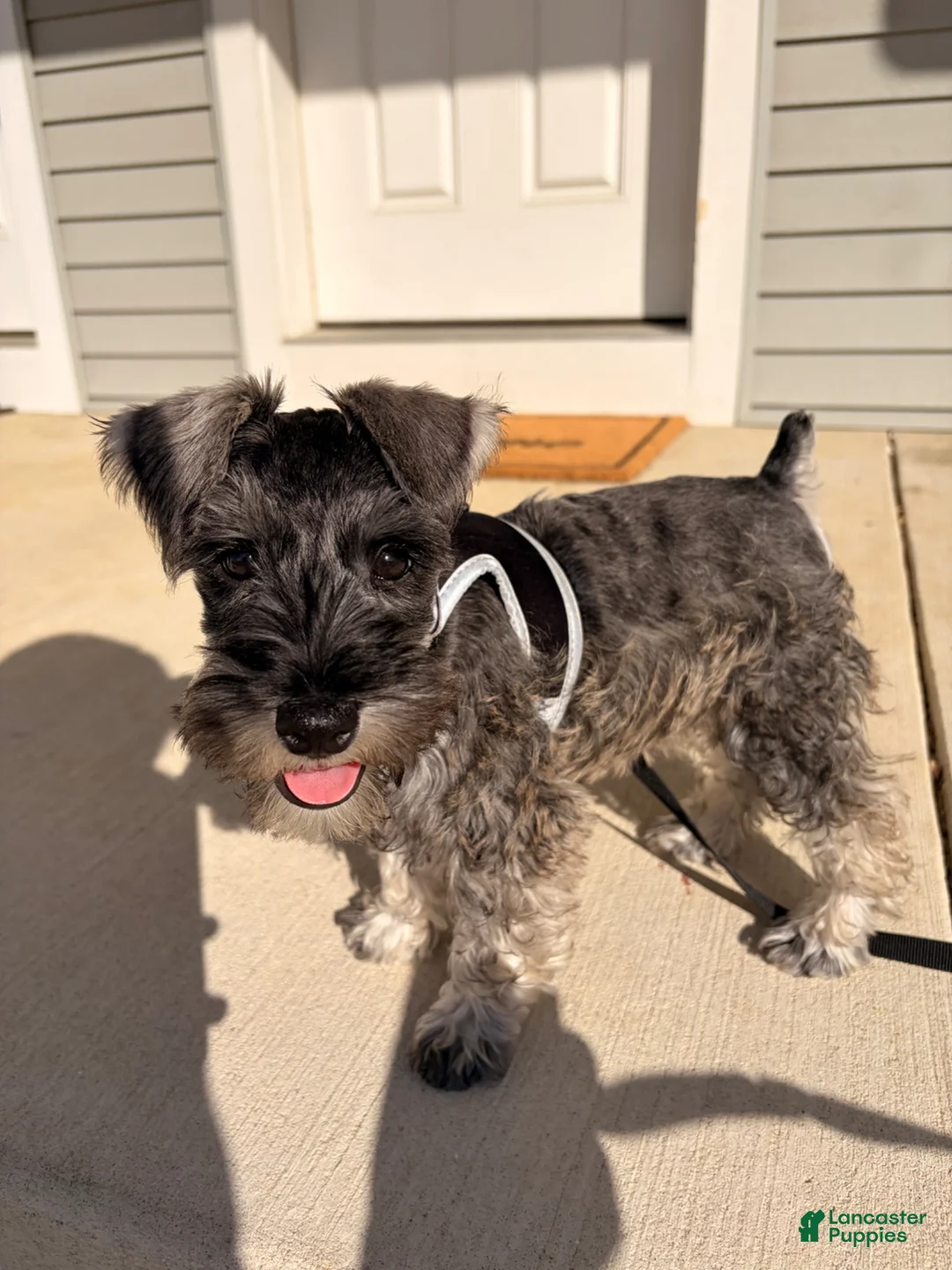 Miniature Schnauzer dogs for sale: Miniature Schnauzer Puppy 1 - Ad 2