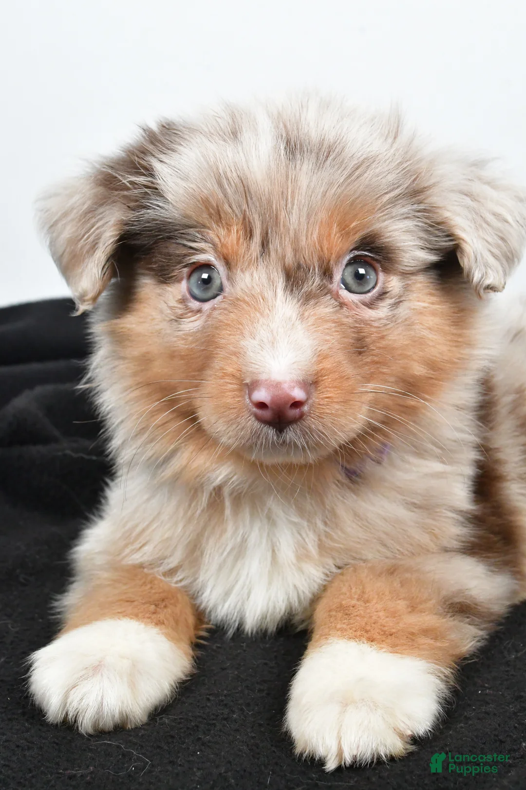 Miniature Australian Shepherd dogs for sale: Luna - Ad 8