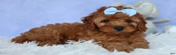 Cavapoo dogs for sale: TYSON - Ad 10
