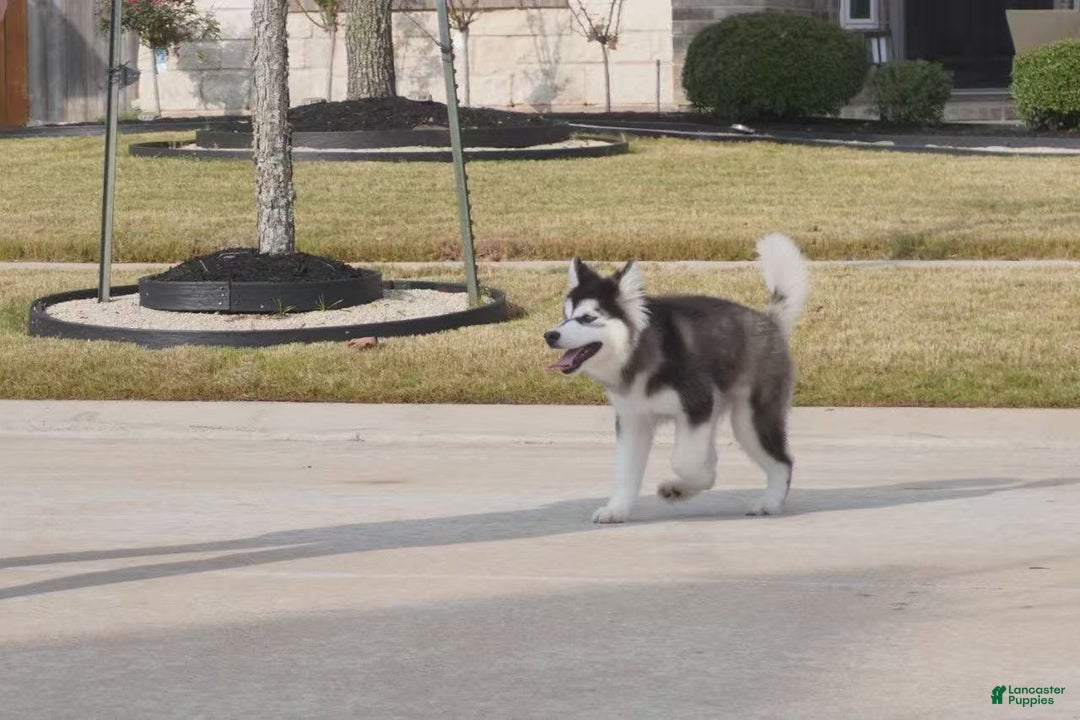 Alaskan Malamute dogs for sale: Xiao Cheng - Ad 18