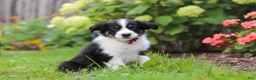 Toy Australian Shepherd dogs for sale: Charles - Ad 4