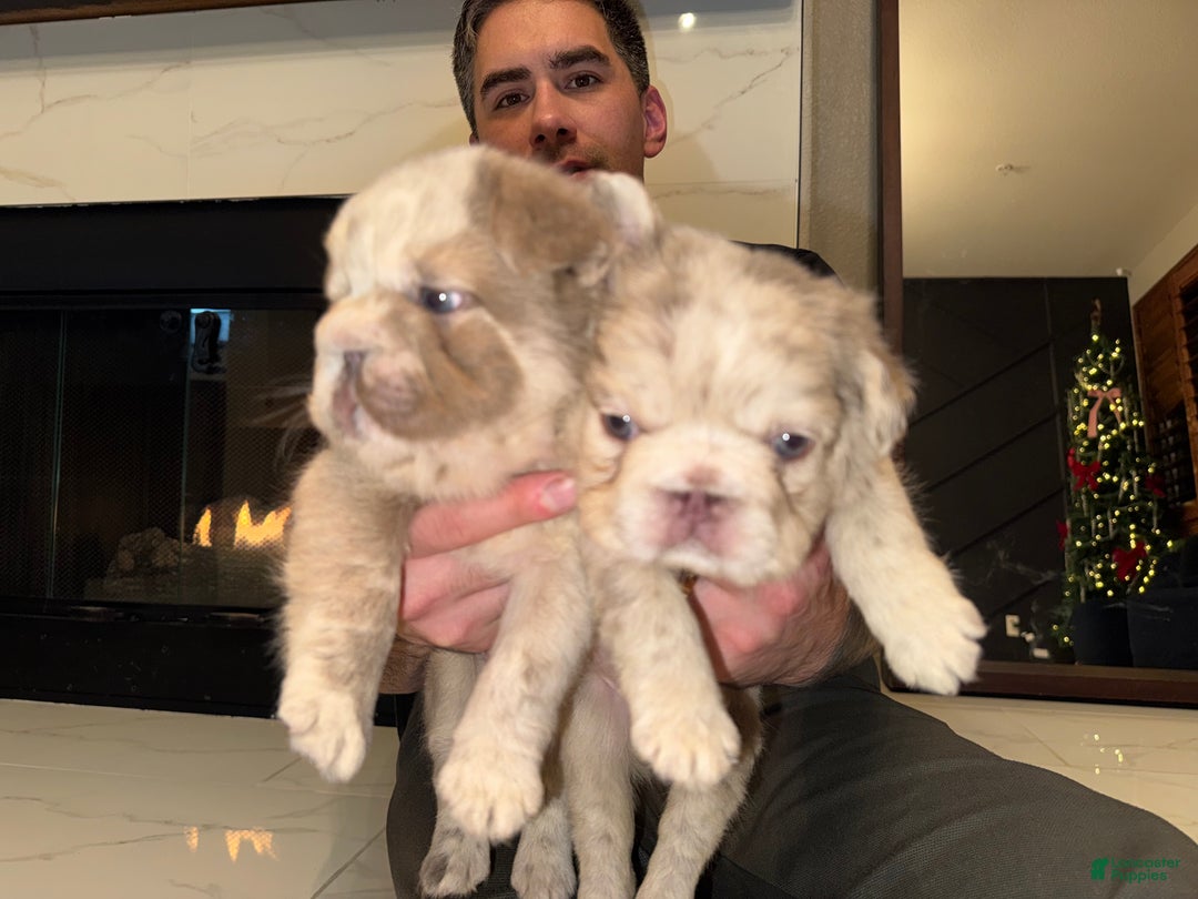 French Bulldog dogs for sale: Tiffany  - Ad 2