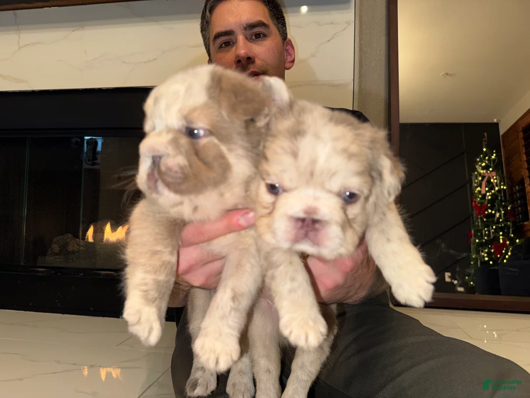 French Bulldog dogs for sale: Tiffany  - Ad 2