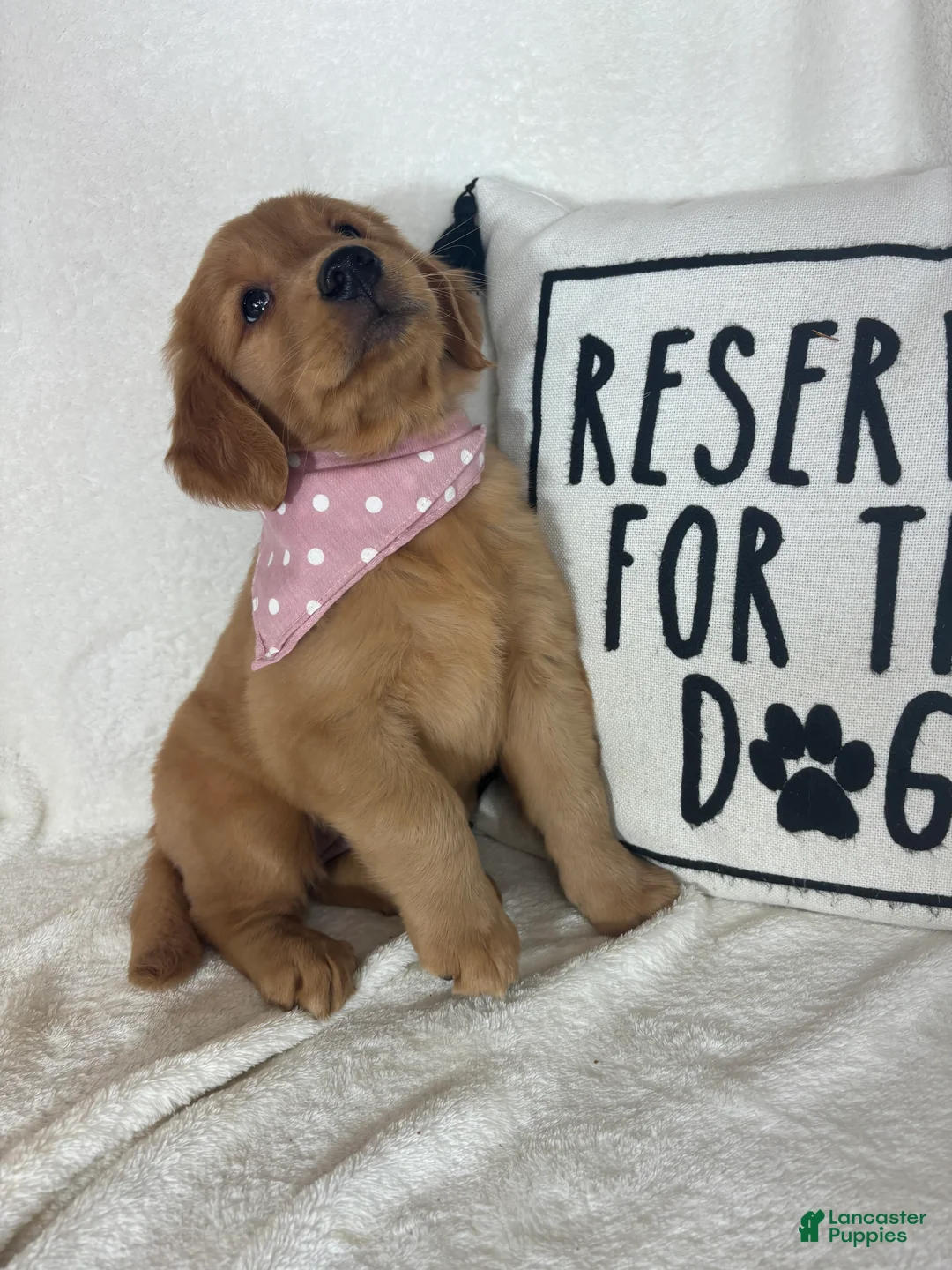 Golden Retriever dogs for sale: Amber - Ad 1
