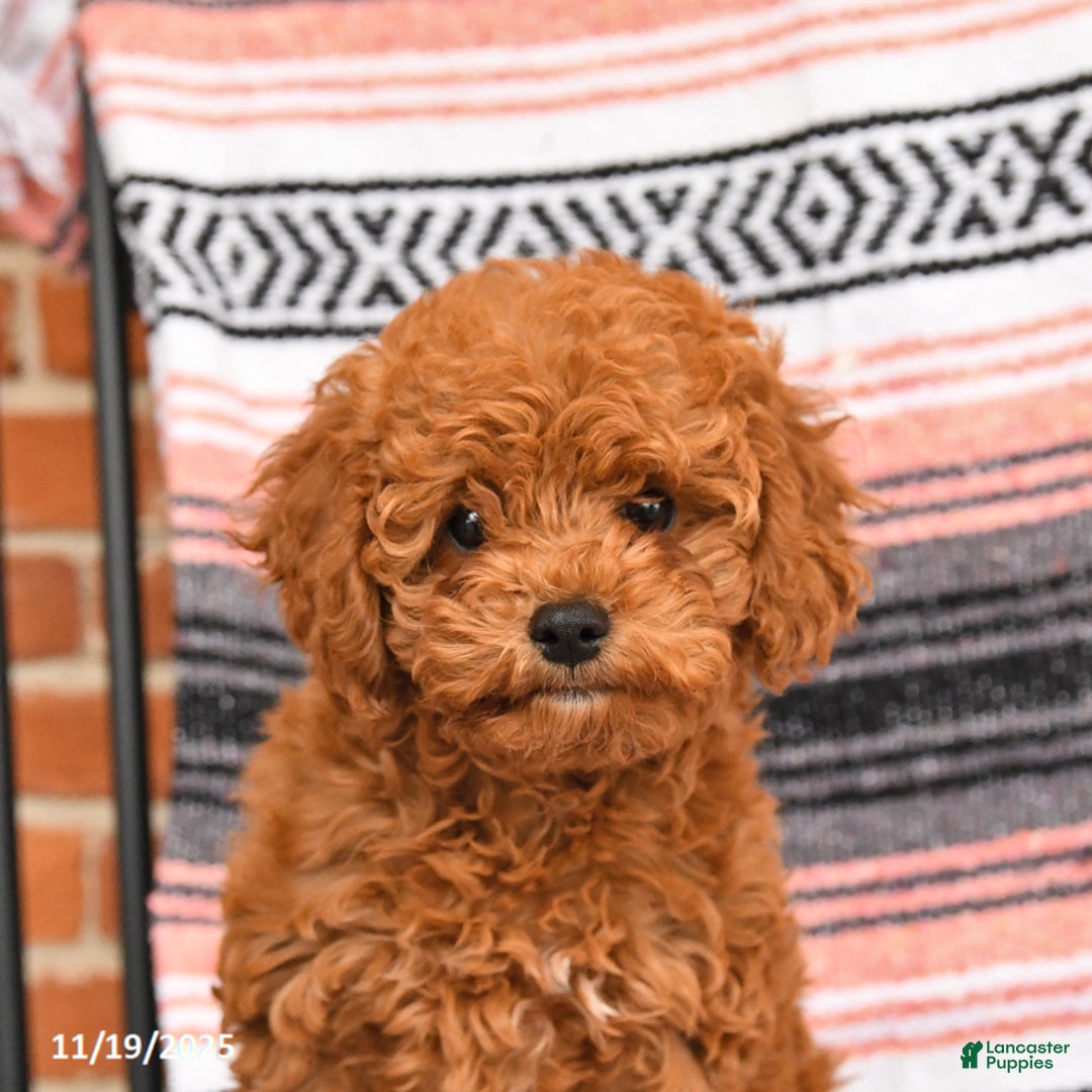 Cockapoo dogs for sale: Cherry - Ad 2