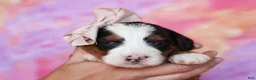 Mini Bernedoodle dogs for sale: Molly - Ad 4