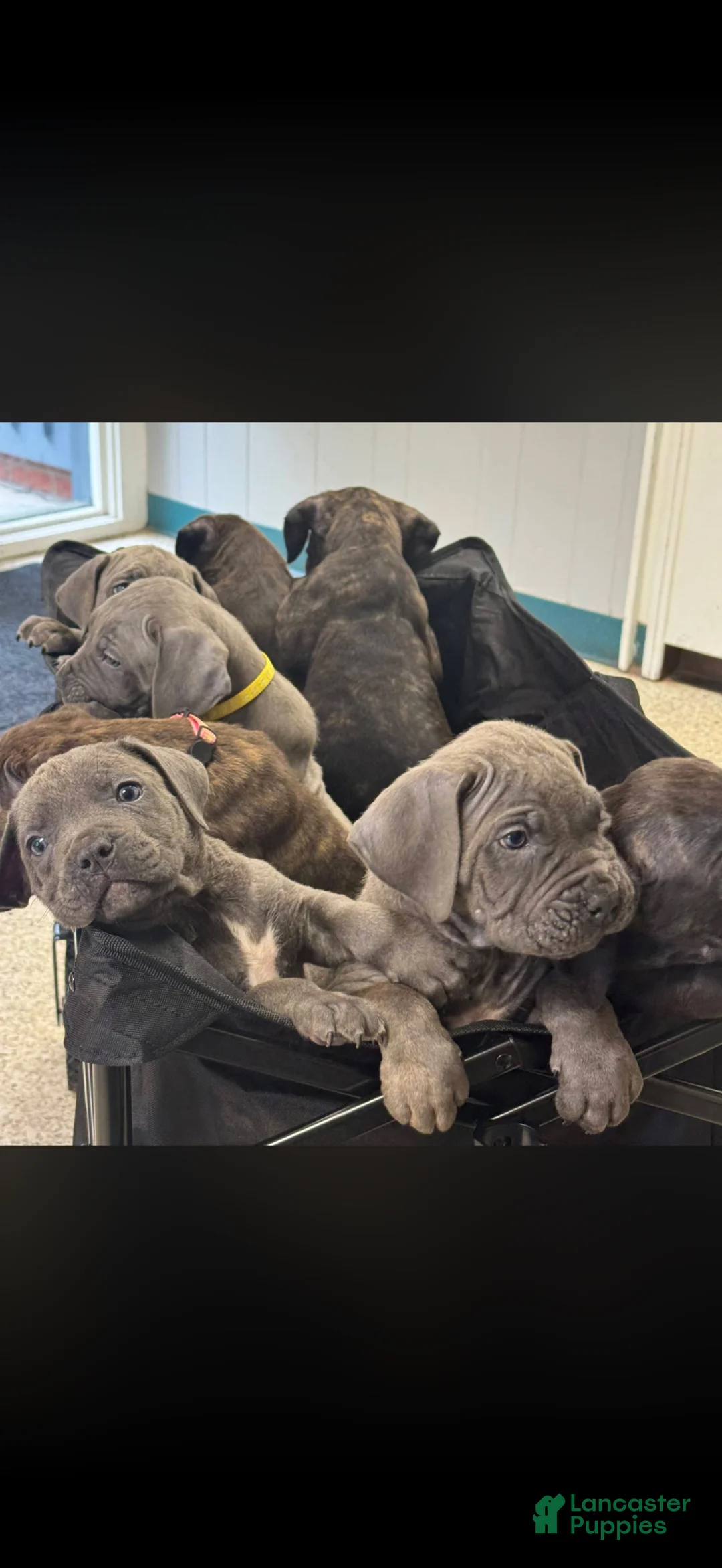 Cane Corso dogs for sale: Cane Corso Puppy 2 - Ad 4