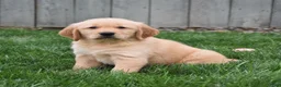 Golden Retriever dogs for sale: Galaxy - Ad 3