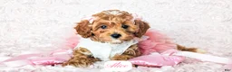 Cavapoo dogs for sale: Alice - Ad 11