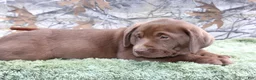 Labrador Retriever dogs for sale: Remington  - Ad 6