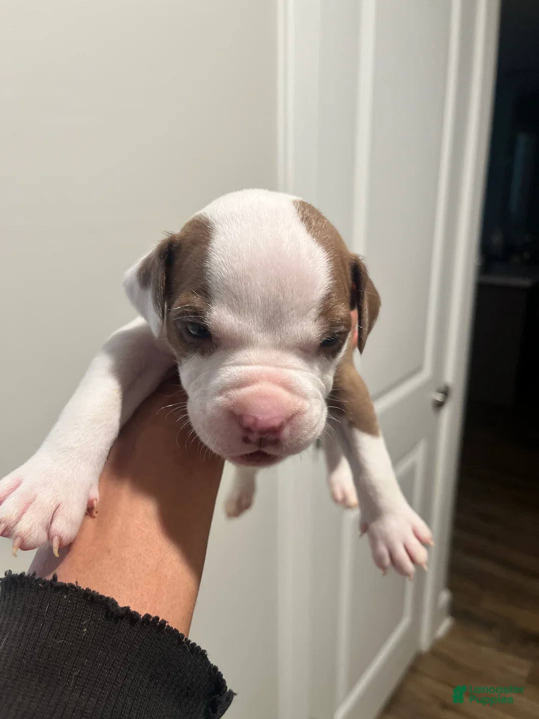 American Pit Bull Terrier dogs for sale: American Pit Bull Terrier Puppy 2 - Ad 2