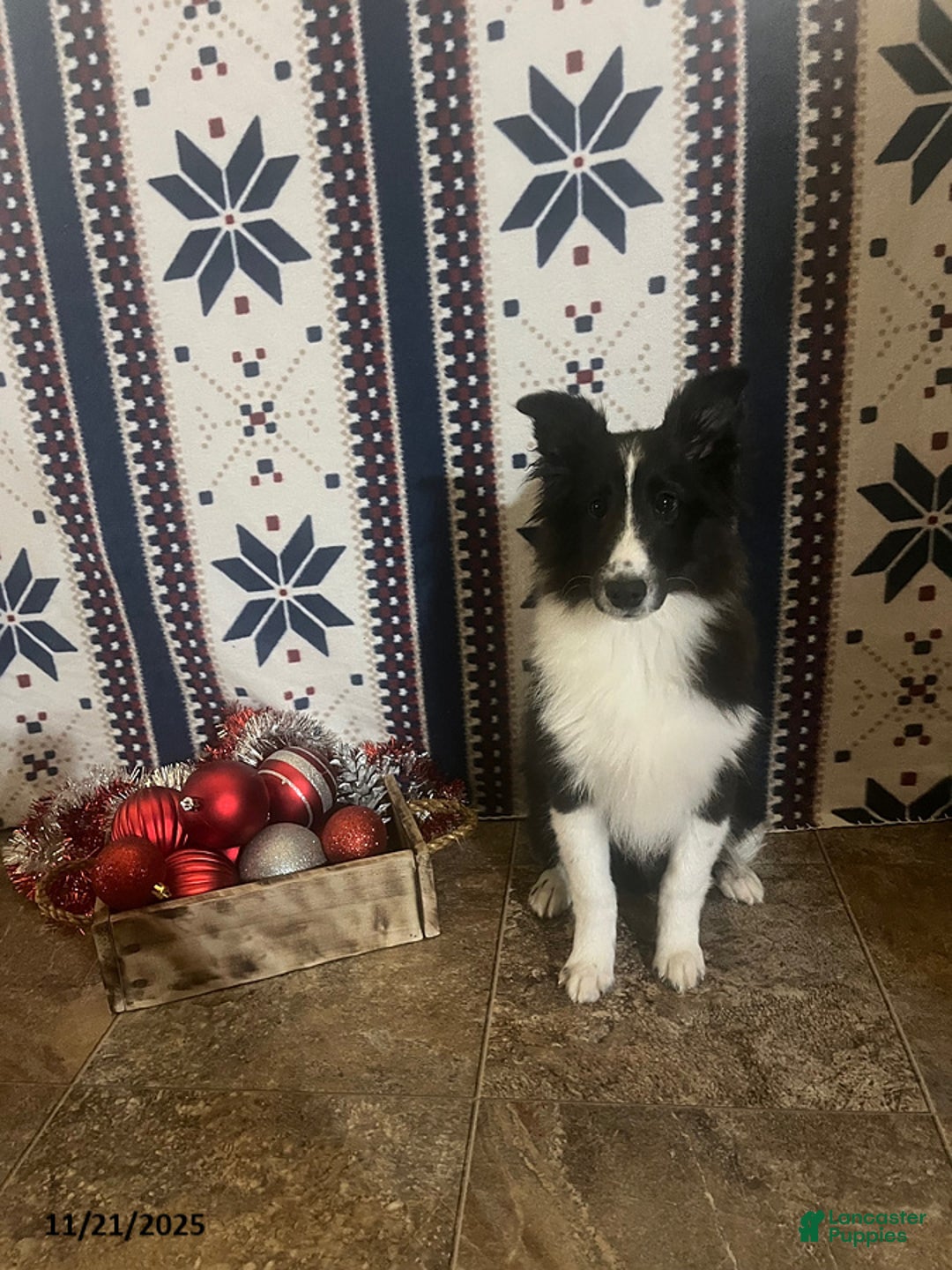 Shetland Sheepdog dogs for sale: Herbert - Ad 1