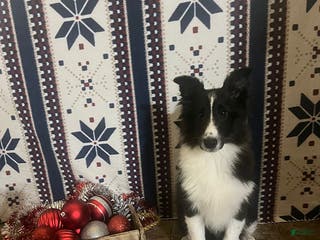 Shetland Sheepdog dogs Herbert - Ad 15