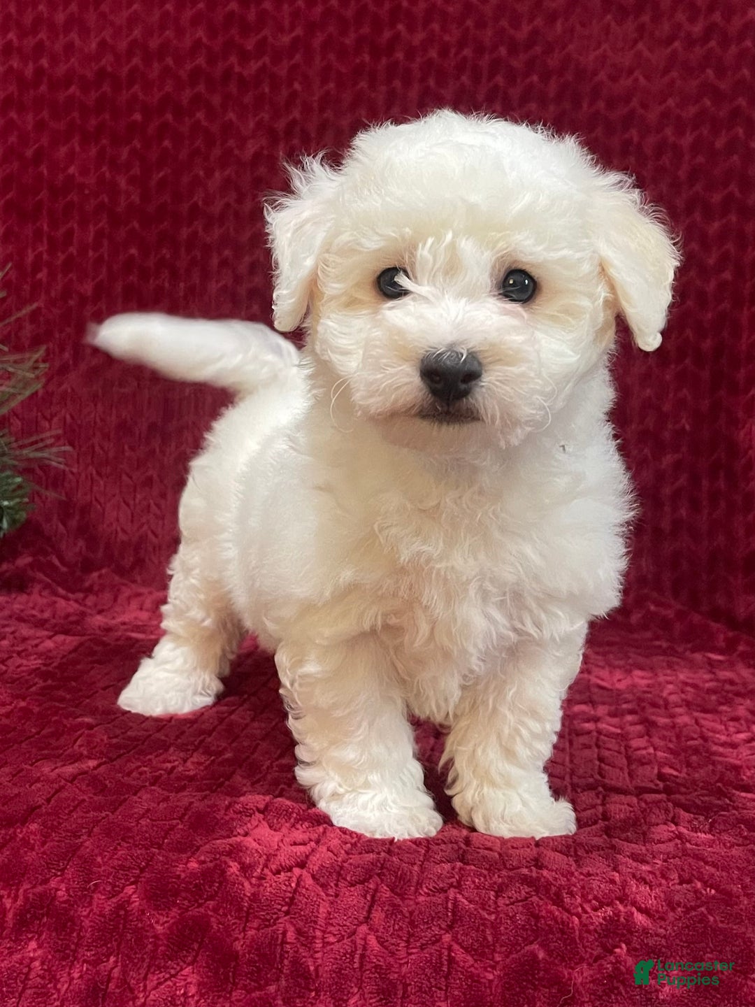 Bichon Frise dogs for sale: Roscoe - Ad 6