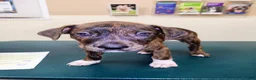 Mixed Breed dogs for sale: Goose  - Ad 2