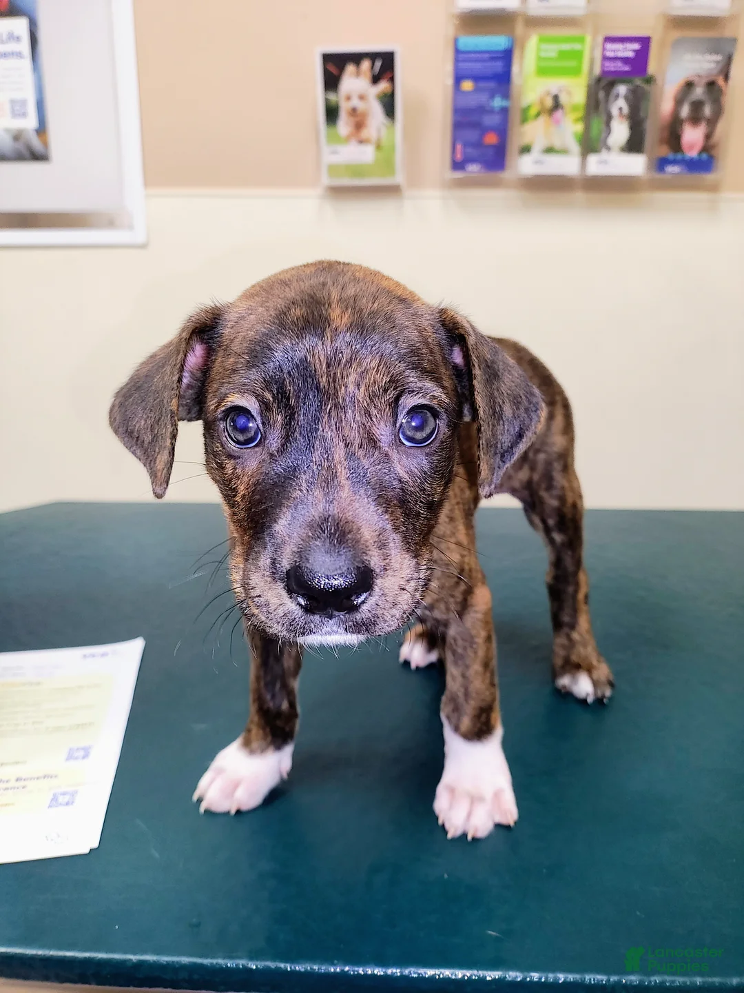 Mixed Breed dogs for sale: Goose  - Ad 2