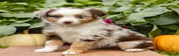 Miniature Australian Shepherd dogs for sale: Kimberly - Ad 3