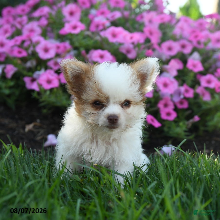 Chihuahua dogs Noah - Ad 2