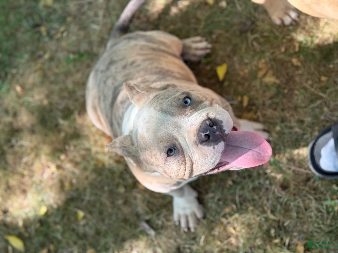 American Bully dogs for sale: Tyson - Ad 1