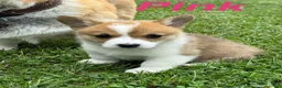 Welsh Corgi Pembroke dogs for sale: Ninny  - Ad 3