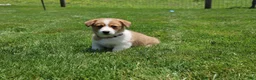 Welsh Corgi Pembroke dogs for sale: Shophie  - Ad 10