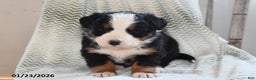 Bernese Mountain Dog dogs for sale: Asher - Ad 2