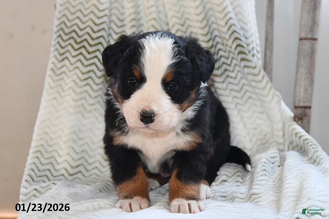 Bernese Mountain Dog dogs for sale: Asher - Ad 2