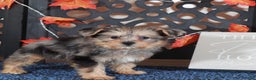Yorkiepoo dogs for sale: BLUEBERRY - Ad 1