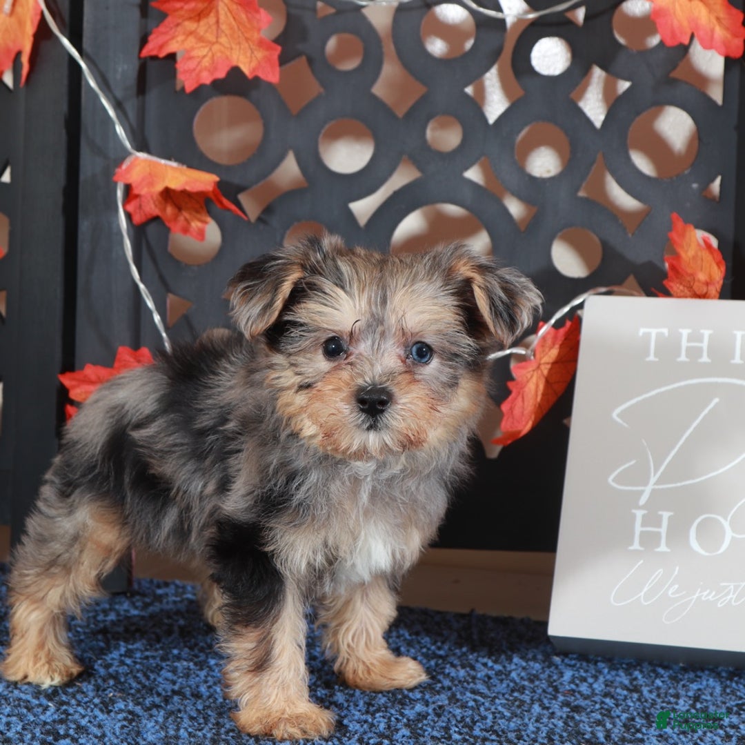 Yorkiepoo dogs for sale: BLUEBERRY - Ad 1