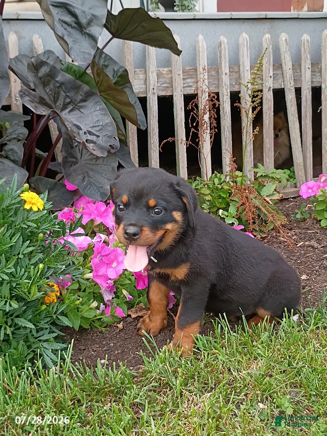 Rottweiler dogs Diamond - Ad 1