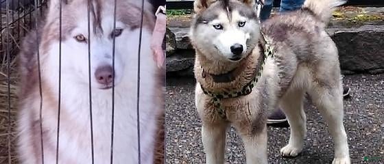 Siberian Husky dogs for sale: puppy 2 - Ad 1